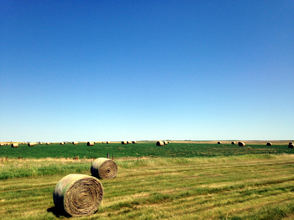 Hay bales scattered around an open grassy field.