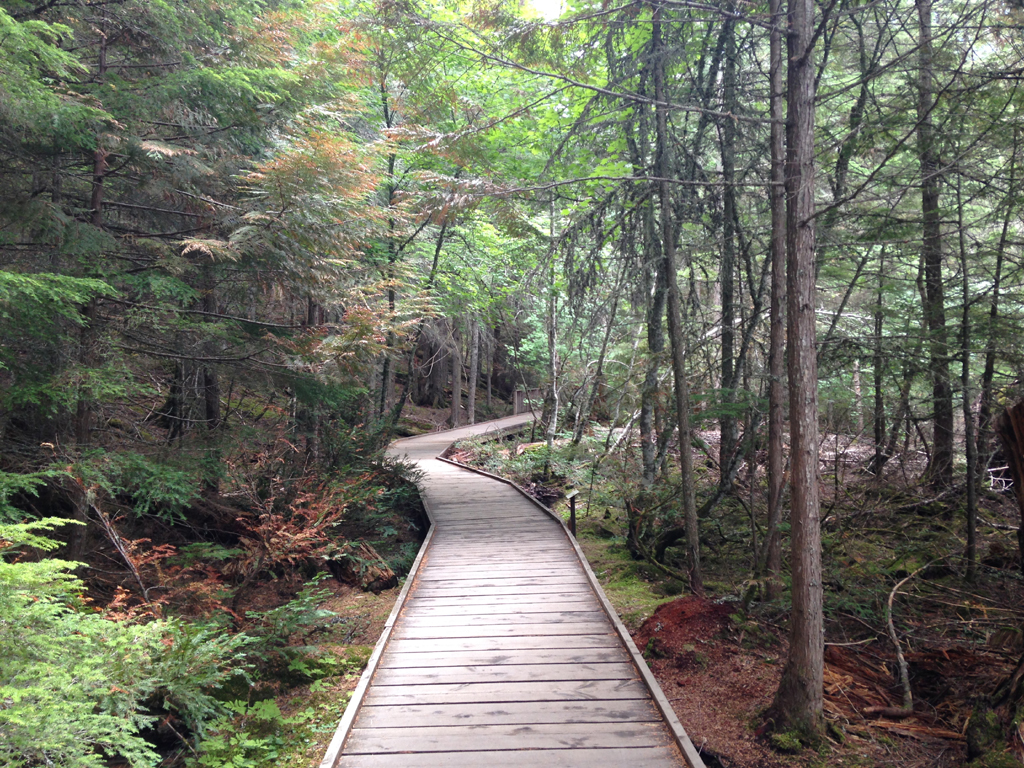 Boardwalk through trees.