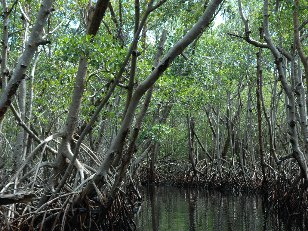 Narrow pathway of water through the dense trees of the Everglades.