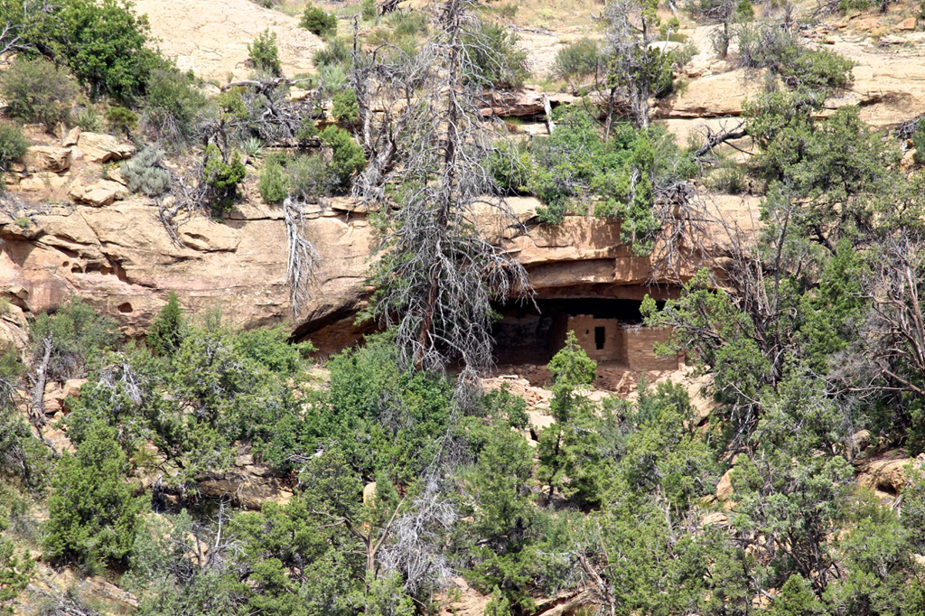 Ancient homes built into the side of a cliff nearly hidden by trees.