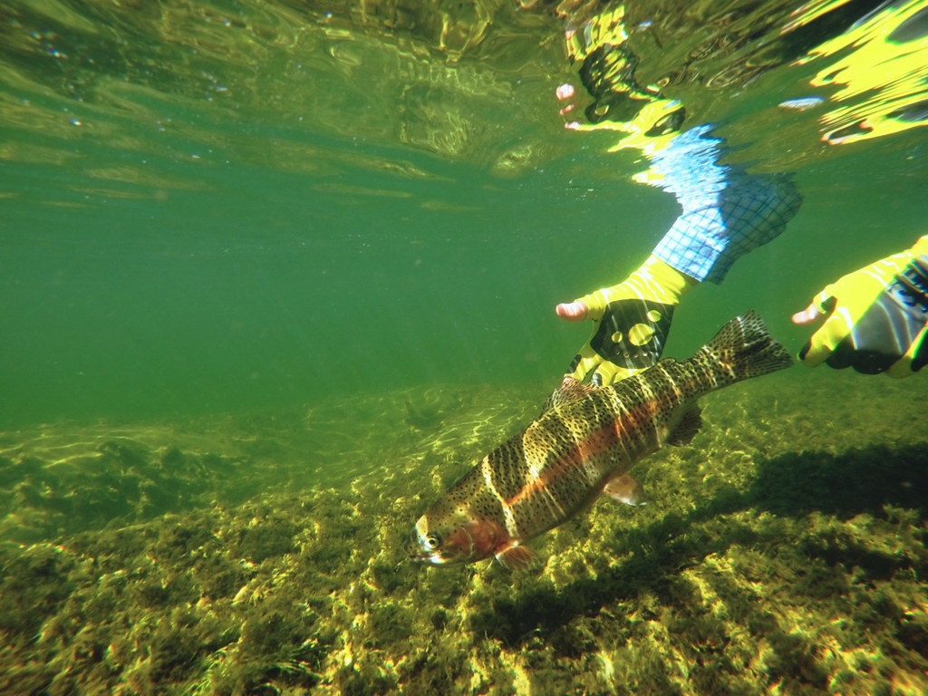 Man releasing a fish back in to the water.