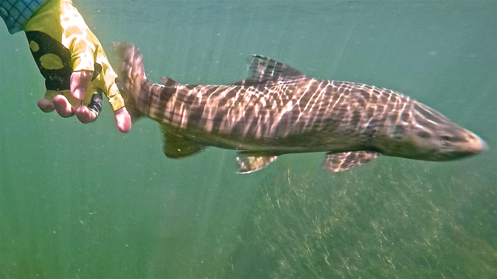 Fish swimming past a man's hand under the water.