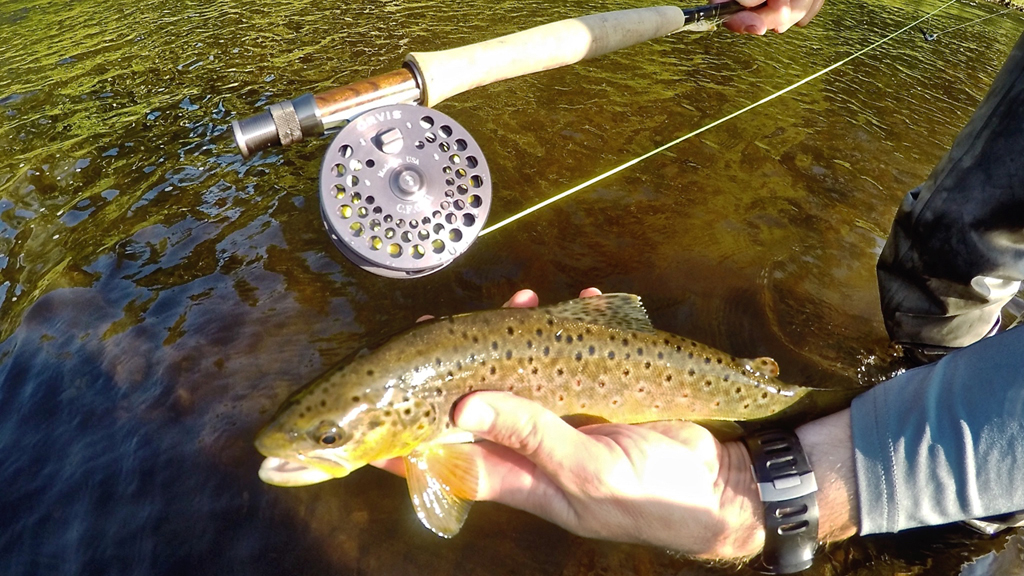 Man holding fish above water.