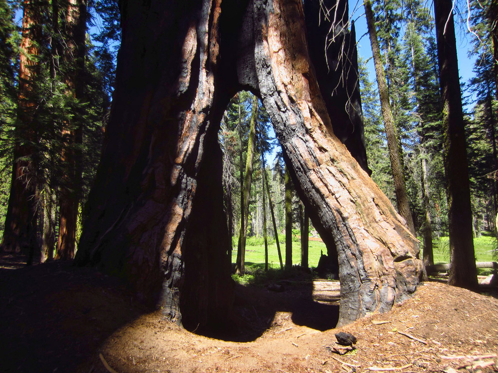 Tree trunk with hollow pathway through the middle.