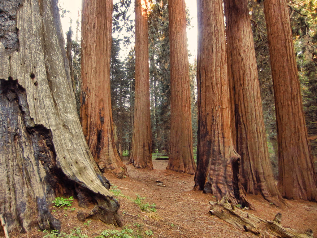 Path through the huge trees.