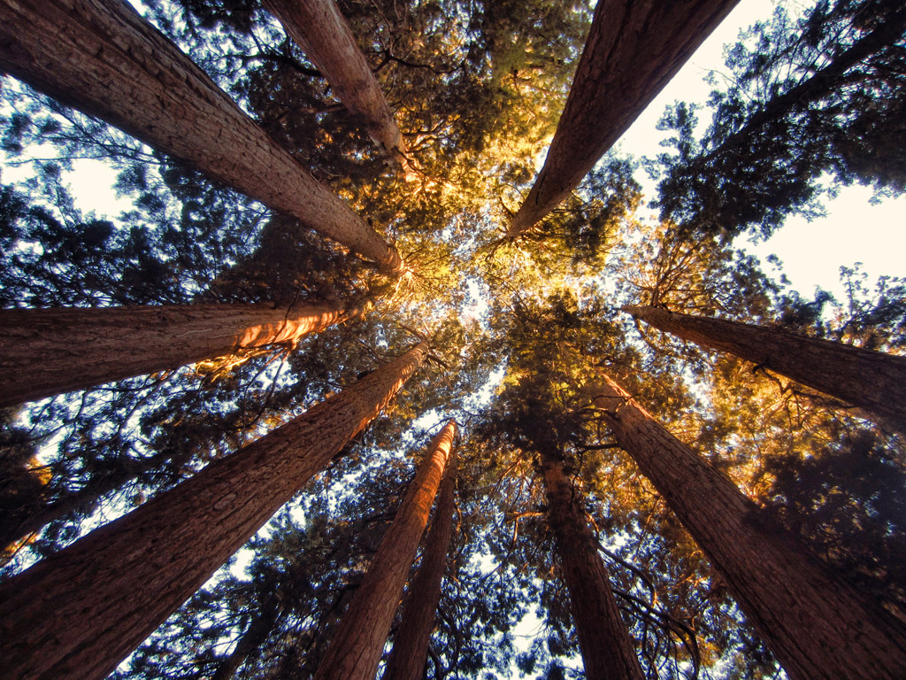 Looking straight up at the sun hitting the leaves at the top of the towers trees.