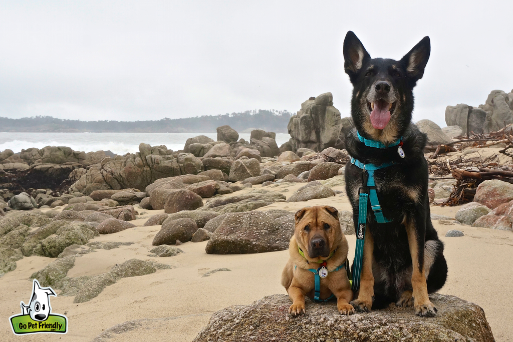 Dogs on rocks next to water.