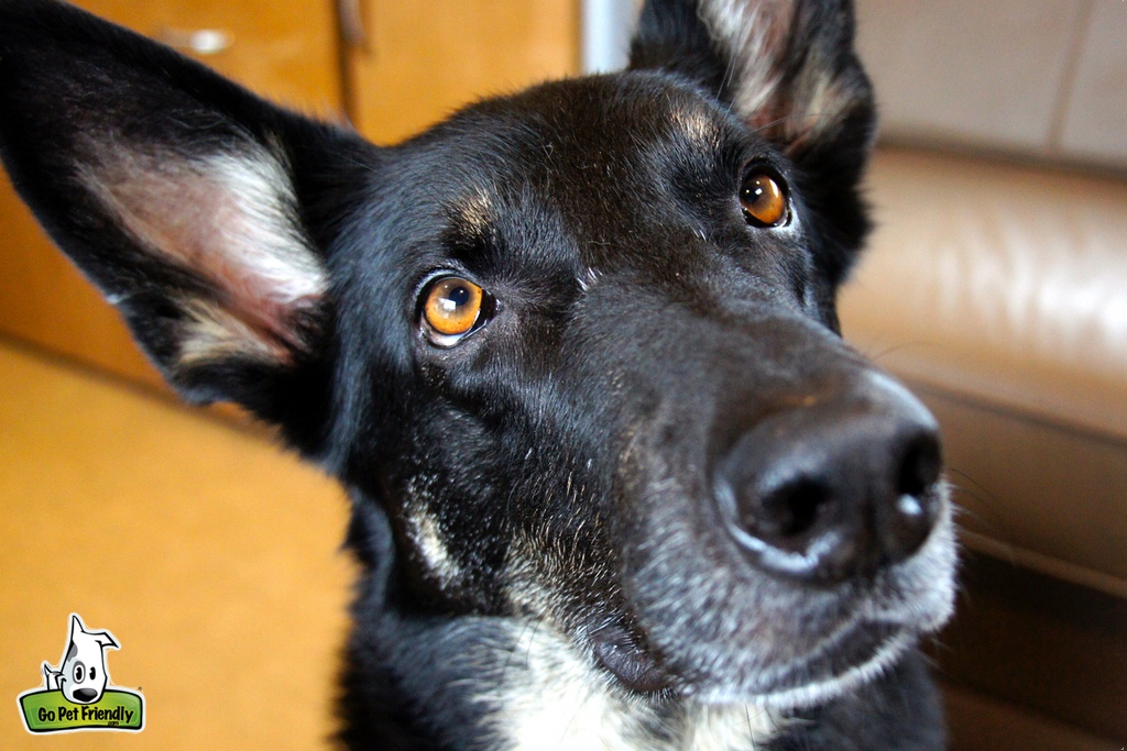 Close up photo of Buster with ears standing up
