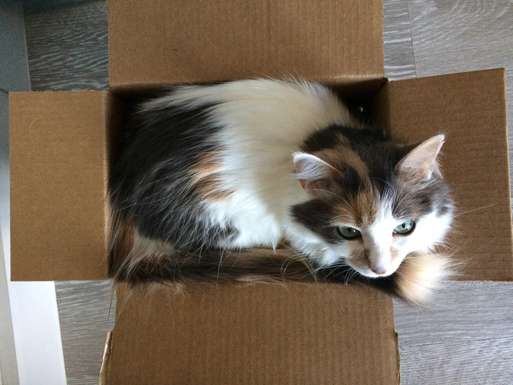 Cat sitting in box