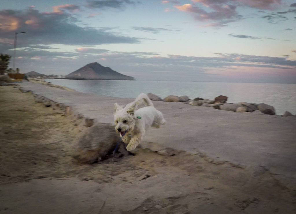 Crosby running on beach